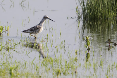 Stilt Sandpiper / Steltstrandloper
