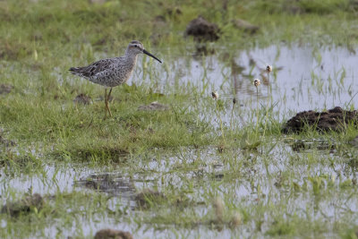 Stilt Sandpiper / Steltstrandloper