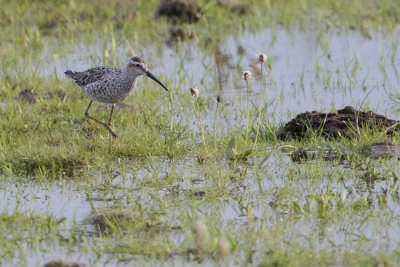 Stilt Sandpiper / Steltstrandloper