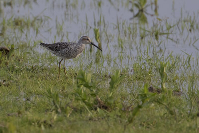 Stilt Sandpiper / Steltstrandloper