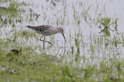 Stilt Sandpiper / Steltstrandloper