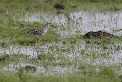 Stilt Sandpiper / Steltstrandloper