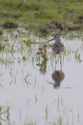 Stilt Sandpiper / Steltstrandloper