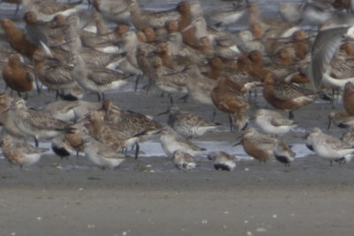 Great Knot / Grote Kanoet