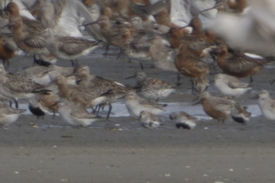 Great Knot / Grote Kanoet