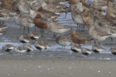Great Knot / Grote Kanoet