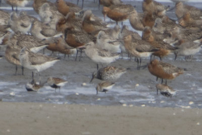 Great Knot / Grote Kanoet