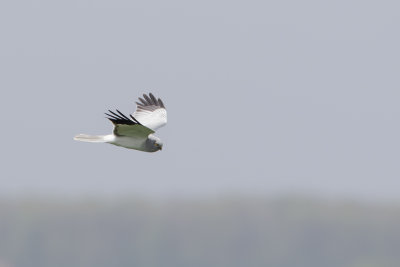 Hen Harrier / Blauwe Kiekendief