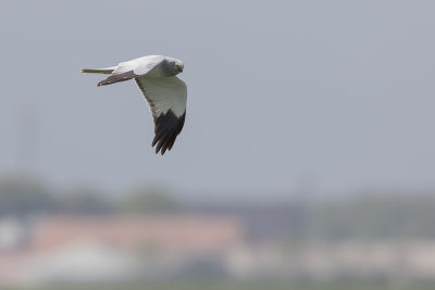 Hen Harrier / Blauwe Kiekendief