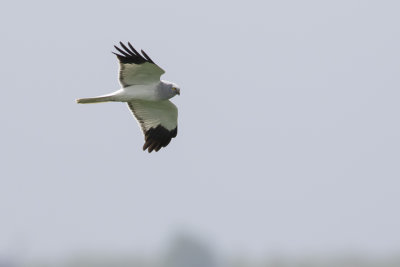 Hen Harrier / Blauwe Kiekendief