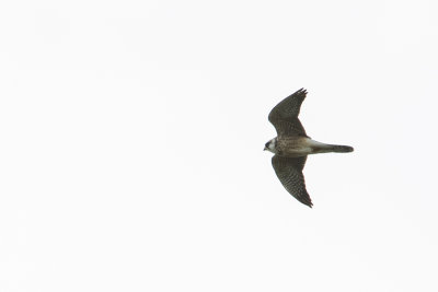 Red-footed Falcon / Roodpootvalk