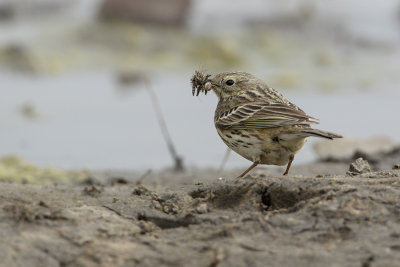 Meadow Pipit / Graspieper