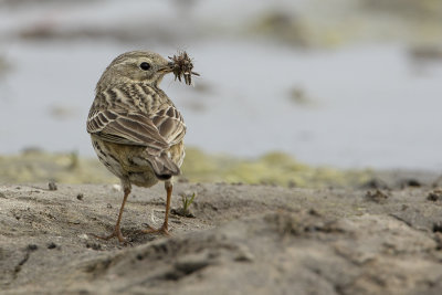Meadow Pipit / Graspieper
