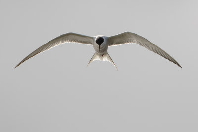 Common Tern / Visdief