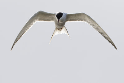 Common Tern / Visdief