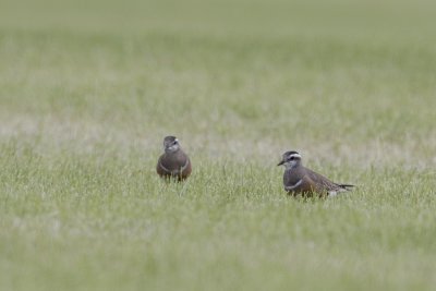 Dotterel / Morinelplevier