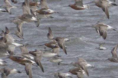 Great Knot / Grote Kanoet