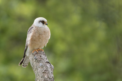 Red-footed Falcon / Roodpootvalk