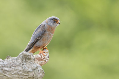 Red-footed Falcon / Roodpootvalk