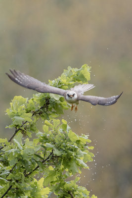 Red-footed Falcon / Roodpootvalk