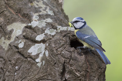 Eurasian Blue Tit / Pimpelmees