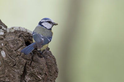 Eurasian Blue Tit / Pimpelmees