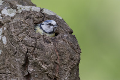 Eurasian Blue Tit / Pimpelmees