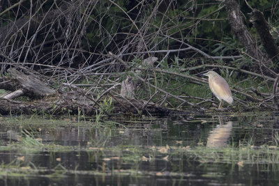 Squacco Heron / Ralreiger