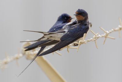 Barn Swallow / Boerenzwaluw