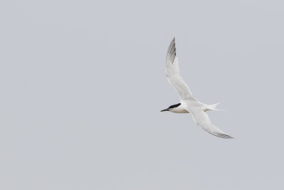 Sandwich Tern / Grote Stern