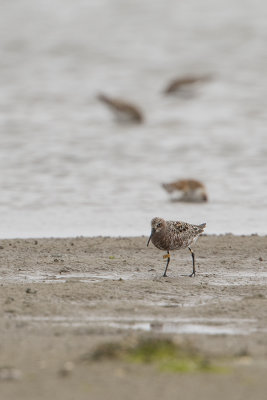 Curlew Sandpiper / Krombekstrandloper