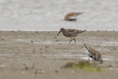 Curlew Sandpiper / Krombekstrandloper