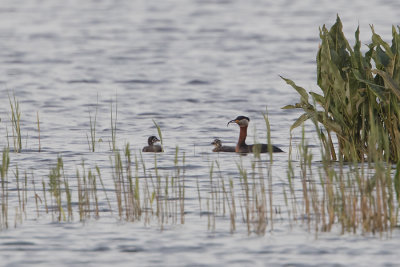 Red-necked Grebe / Roodhalsfuut