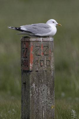 Mew Gull / Stormmeeuw