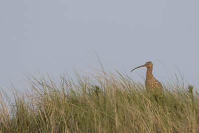 Eurasian Curlew / Wulp