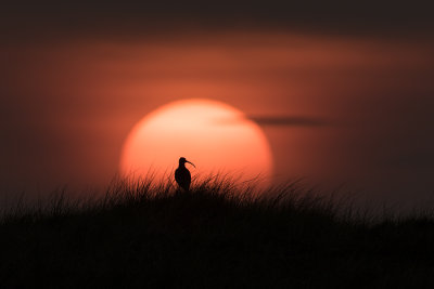 Eurasian Curlew / Wulp