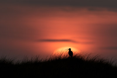 Eurasian Curlew / Wulp