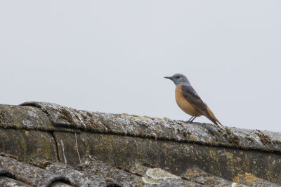 Common Rock Thrush / Rode Rotslijster