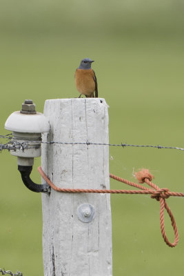 Common Rock Thrush / Rode Rotslijster