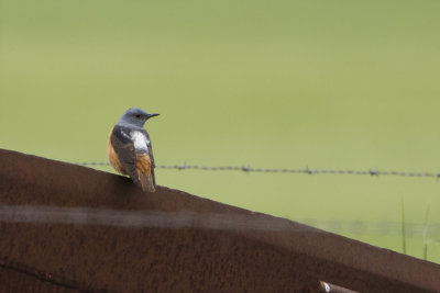 Common Rock Thrush / Rode Rotslijster