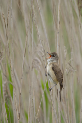 Great Reed Warbler / Grote Karekiet