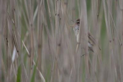 Great Reed Warbler / Grote Karekiet