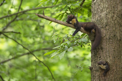 Pine Marten / Boommarter