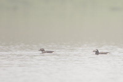 Long-tailed Duck / IJseend