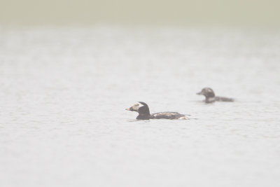 Long-tailed Duck / IJseend