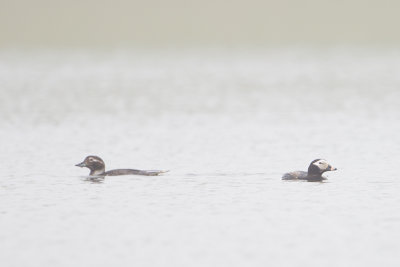 Long-tailed Duck / IJseend