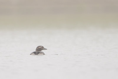 Long-tailed Duck / IJseend