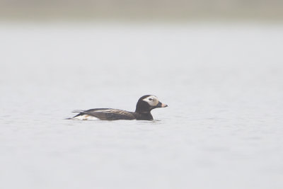 Long-tailed Duck / IJseend