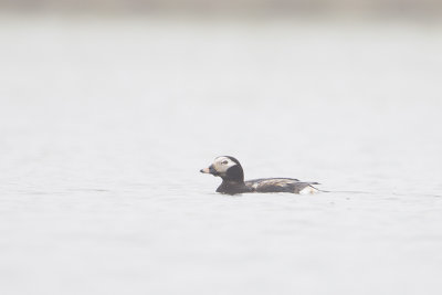 Long-tailed Duck / IJseend