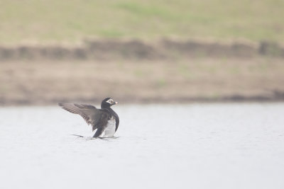 Long-tailed Duck / IJseend
